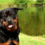 Rotvajler (Rottweiler) saznajte sve o ovom neustrasivom psu