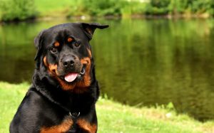Rotvajler (Rottweiler) saznajte sve o ovom neustrasivom psu