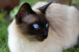Sijamska mačka - saznajte sve o legendarnoj pasmini sijamskih kraljeva