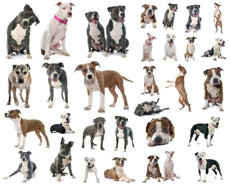 AmStaff