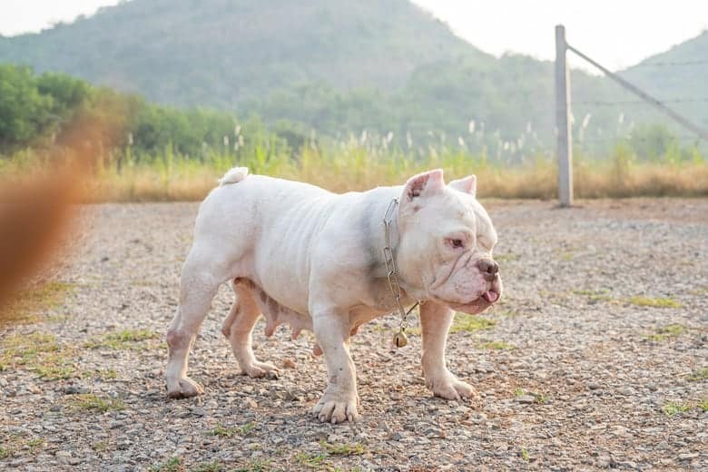 pit bul