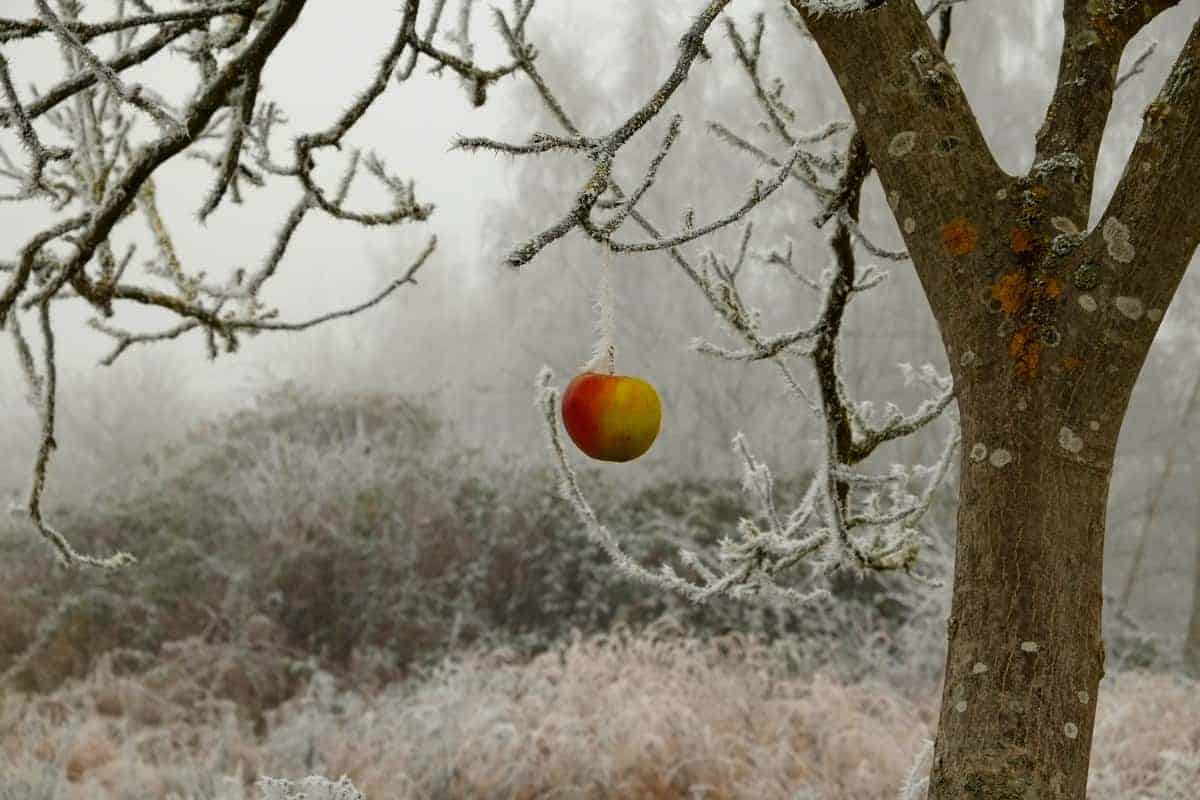 Kako pripremiti voćke za zimu?