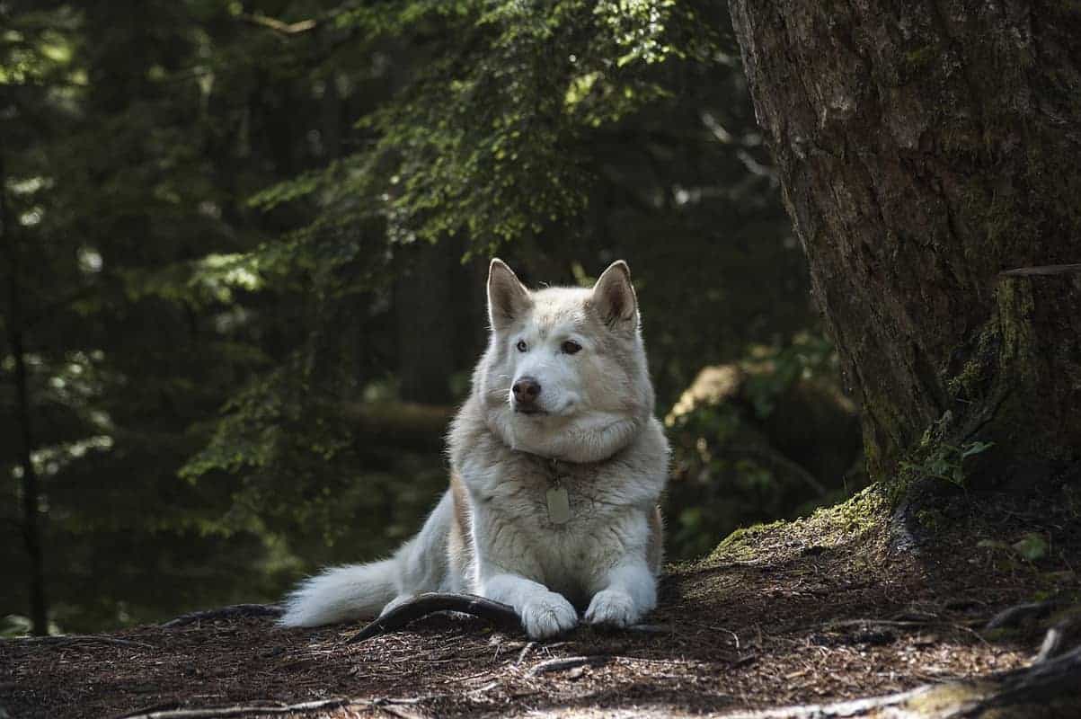 Sibirski haski pas poznat po vuči saonica