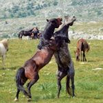 Livno i livanjski divlji konji jedinstvena atrakcija u Evropi