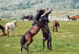 Livno i livanjski divlji konji jedinstvena atrakcija u Evropi