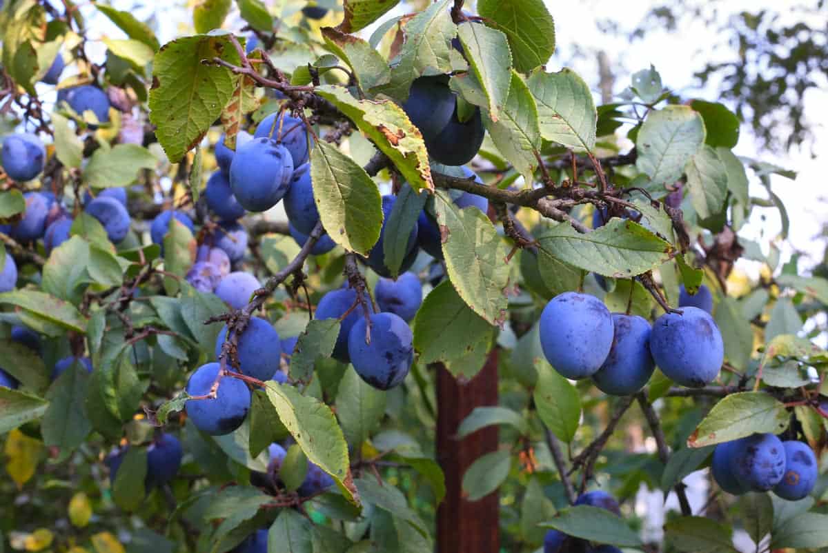 Kako zaštiti svoje voćke od štetočina i bolesti: korisni savjeti za uspješan i pravilan uzgoj