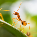 kako se rijesiti mrava