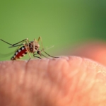 kako se zastiti od uboda komaraca