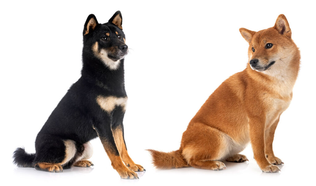 shiba-inu-crni-i-crveni