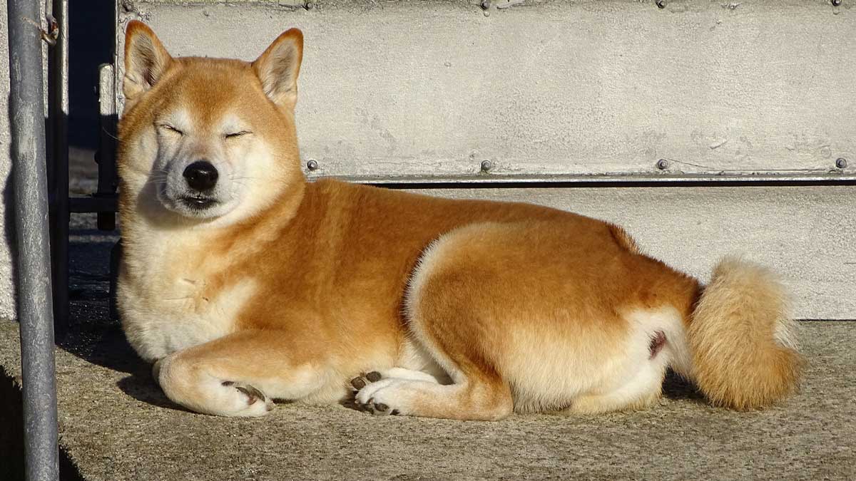shiba-inu-featured-slika-v1