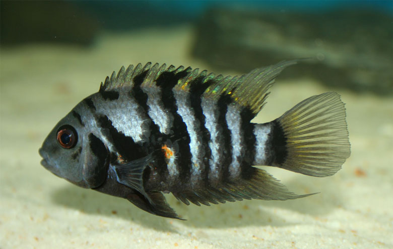 Cichlid Convict