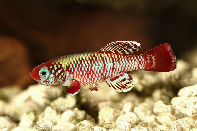 Killifish