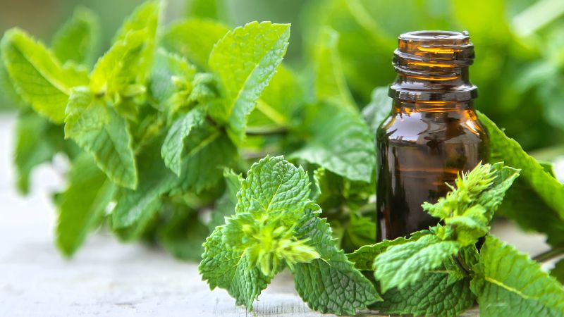 Peppermint aromatherapy