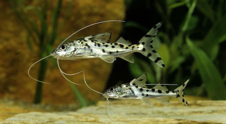 Pictus Catfish