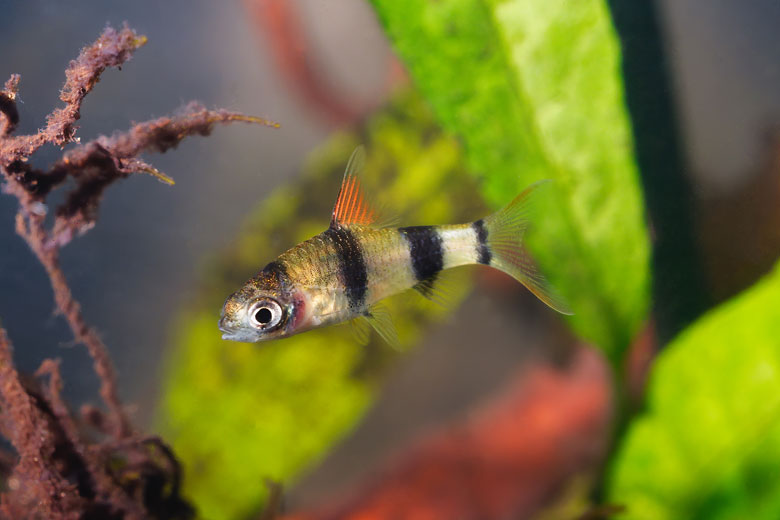 Tiger Barb