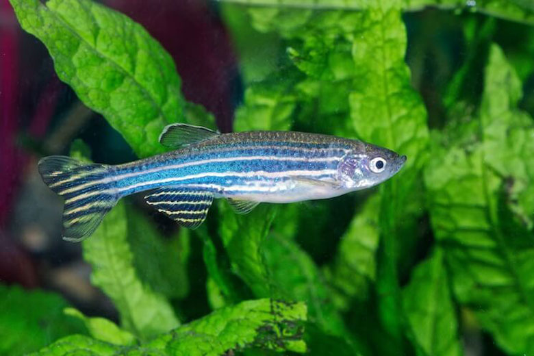 Zebrica (Zebra Danio)