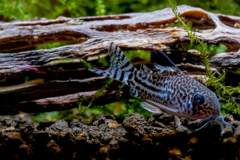 Corydoras