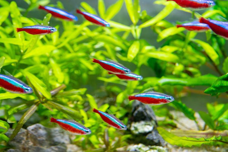 Neon Tetra