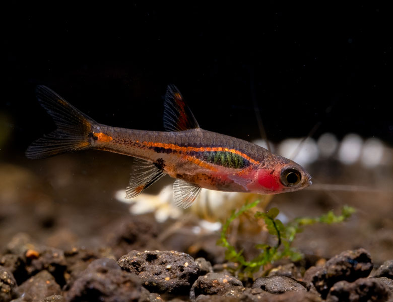 Harlekin Rasbora